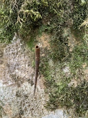 Arctopoda maculosa