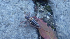 Ephippiger diurnus diurnus