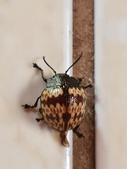 Platyphora rubropunctata