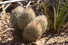 Echinomastus durangensis