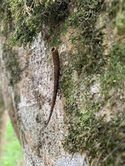 Arctopoda maculosa