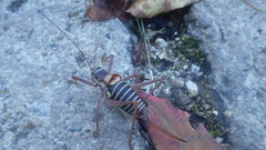 Ephippiger diurnus diurnus