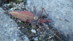 Ephippiger diurnus diurnus