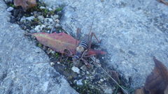 Ephippiger diurnus diurnus