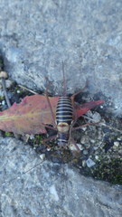 Ephippiger diurnus diurnus