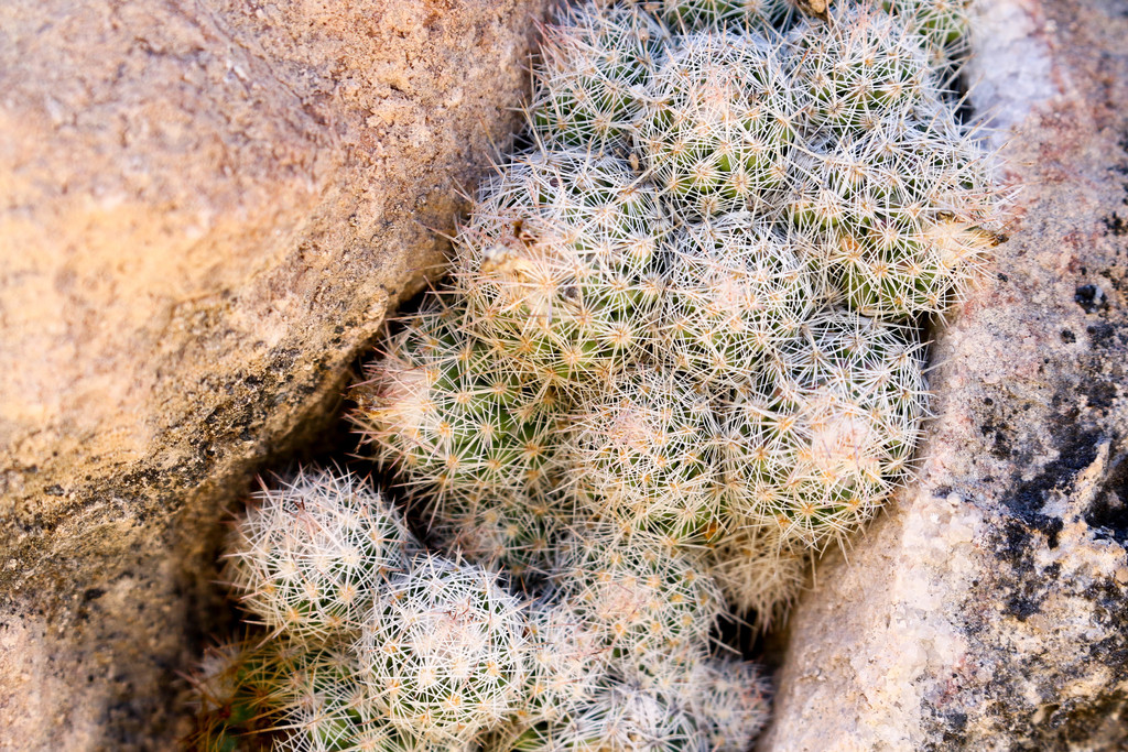 Escobaria lloydii