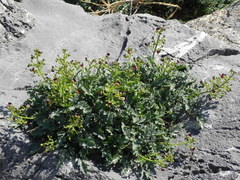 Scrophularia heterophylla