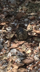Testudo graeca