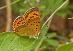 Lycaena ottomanus