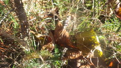 Ephippiger diurnus diurnus