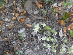 Teucrium gnaphalodes