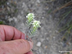 Teucrium gnaphalodes