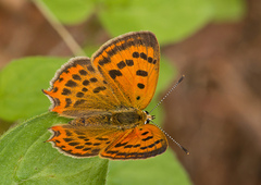 Lycaena ottomanus