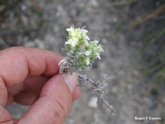 Teucrium gnaphalodes