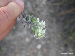 Teucrium gnaphalodes
