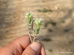 Teucrium gnaphalodes