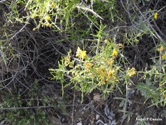 Genista scorpius