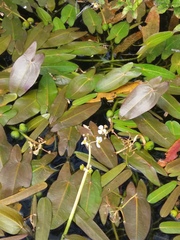 Sagittaria natans