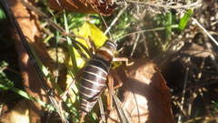 Ephippiger diurnus diurnus