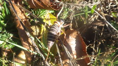 Ephippiger diurnus diurnus