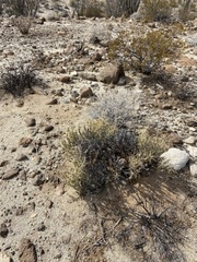 Cylindropuntia tesajo