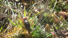 Ephippiger diurnus diurnus