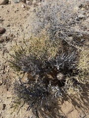 Cylindropuntia tesajo