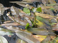 Sagittaria natans