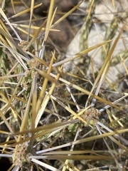 Cylindropuntia tesajo