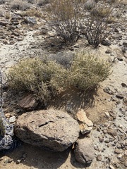 Cylindropuntia tesajo