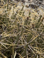 Cylindropuntia tesajo