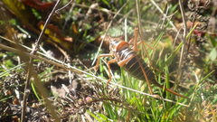 Ephippiger diurnus diurnus