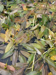 Sagittaria natans
