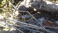 Ephippiger diurnus diurnus