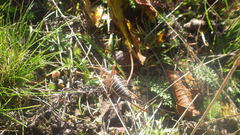 Ephippiger diurnus diurnus