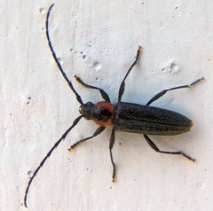 Stenosphenus notatus