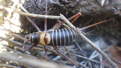 Ephippiger diurnus diurnus