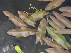 Sagittaria natans