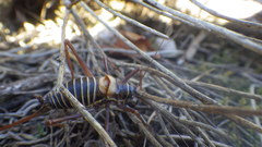 Ephippiger diurnus diurnus