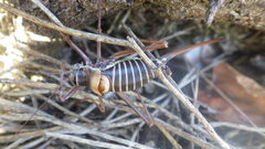 Ephippiger diurnus diurnus