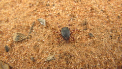 Hyalomma