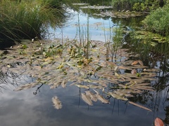 Sagittaria natans