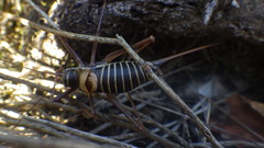 Ephippiger diurnus diurnus