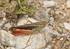 Stenobothrus rubicundulus
