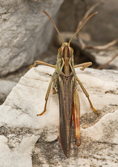 Stenobothrus rubicundulus