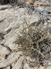 Cylindropuntia tesajo