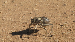 Acanthoproctus cervinus