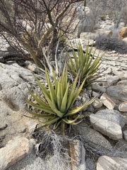 Agave deserti