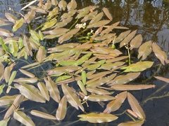Sagittaria natans