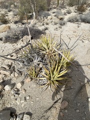 Agave deserti